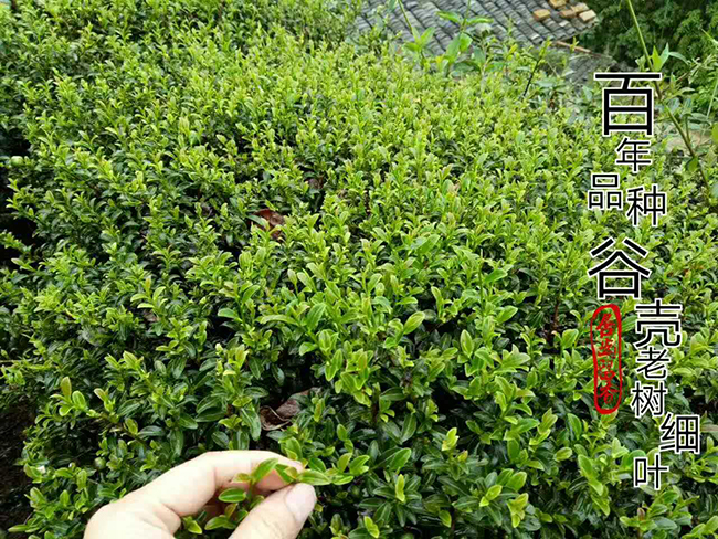 百年品种