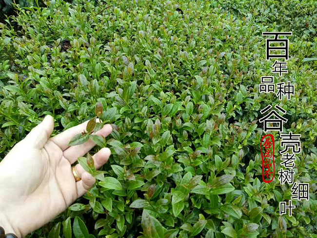 百年品种2