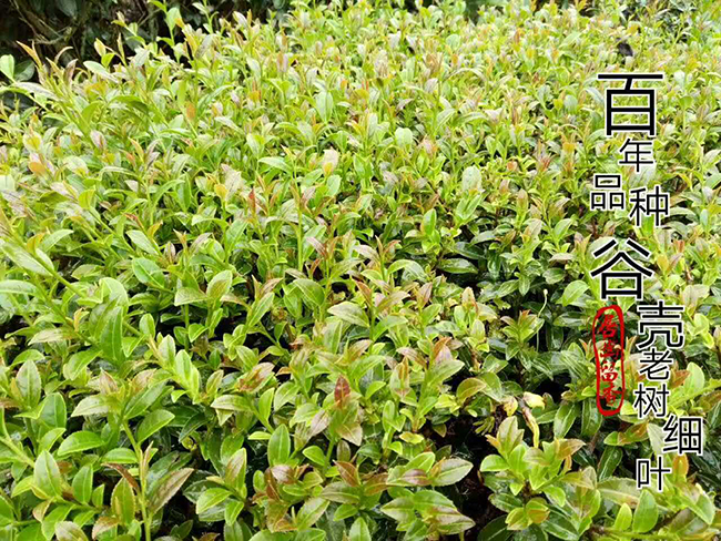 百年品种3