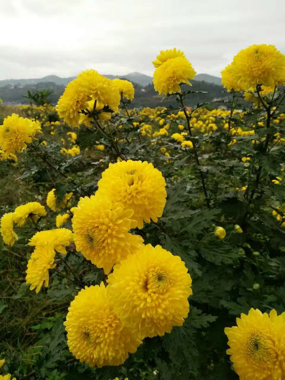 贵妃之花《神茶》