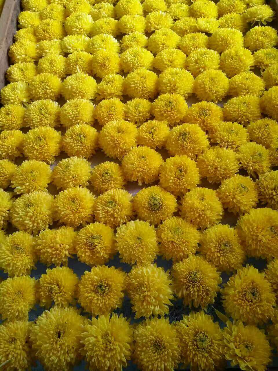 贵妃之花《神茶》2
